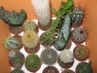 Kaktus – malý dárek za pouhých 29 Kč