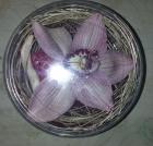 zmrazena-orchidej-ve-sklenici.jpg